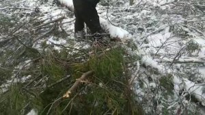 Техника России. Трелевка леса. Тайга.