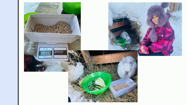 Наши питомцы - якутские кролики смотреть онлайн