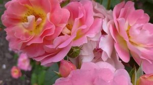 Герцогиня Фредеріка ??