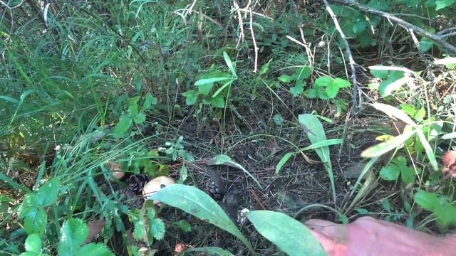 Грибы маслята ОГРОМНЫМИ полянами растут после дождя, грибы Крыма 2022, сбор грибов 2022, Крым смотреть онлайн