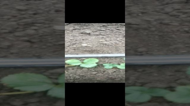 Клубника Альбион.3gp