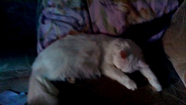 КОТЭ спит смотреть онлайн