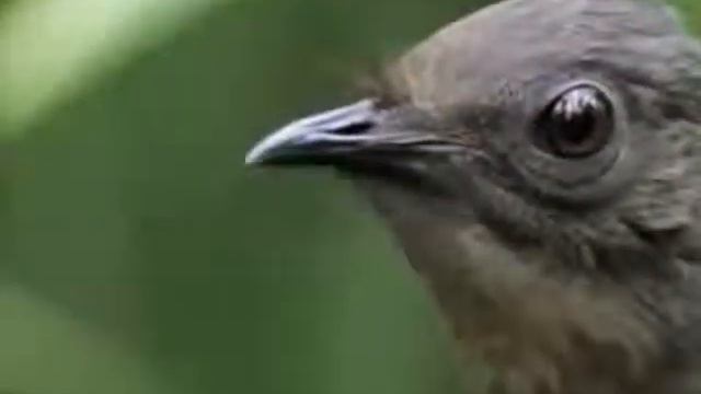 Птица Диктофон - Прикольное видео, нереальная птица! смотреть онлайн