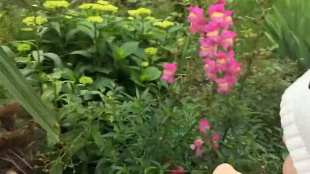 Гав-гав цветы собачки. Полина рассказывает о цветах. Детское видео. Умная дочка смотреть онлайн