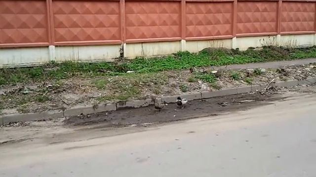 Утка Кряквы в Твери смотреть онлайн