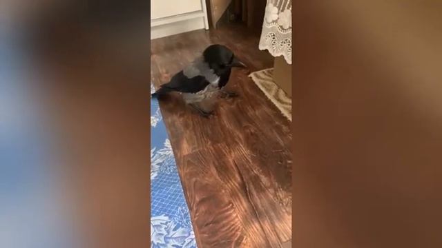 Без анализов в приют не берут: волжанка спасла от детей беспомощного вороненка смотреть онлайн