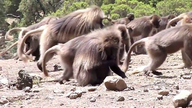 Gelada Of Ethiopia