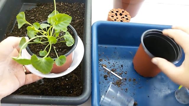 Купили черенок, что делать дальше? смотреть онлайн