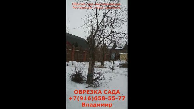 Обрезка омолаживающая реставрация2 смотреть онлайн