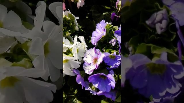 Primoula Obconica flowers смотреть онлайн