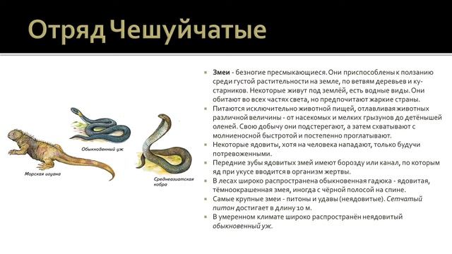 Биология 7 класс. Урок 31 смотреть онлайн