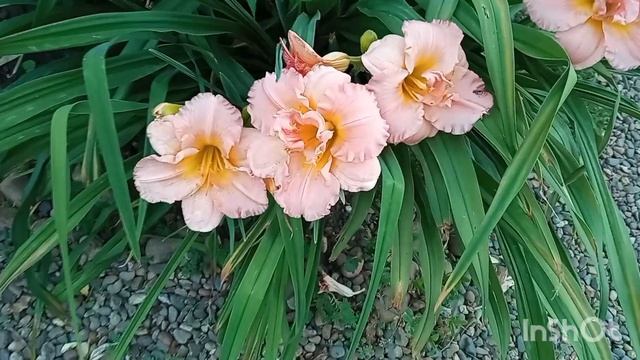 Чудо-ЛИЛЕЙНИКИ????!!! Цветение в моём саду- сорта с названиями????? смотреть онлайн