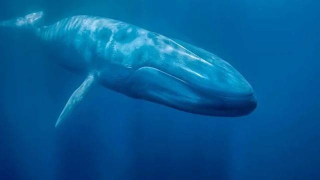SONIDO CANTO DE BALLENAS. WHALES SONG. RELAX MEDITATION. 鲸的声音。鲸鱼之歌