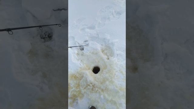 озеро Кубенское, март 2021г.