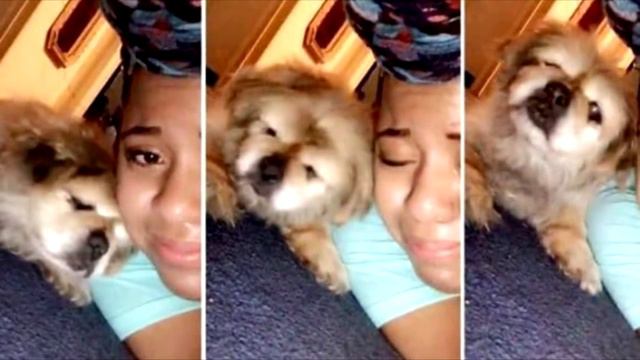 Девочка решила усыпить пса и сняла видео прощания… Но пёс прямо в кадре сделал то, что спасло её смотреть онлайн
