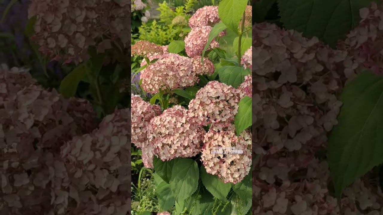 Гортензия древовидная Свит Анабель. Для заказа саженцев ПИШИТЕ в Вайбер 0661697610#гортензия# смотреть онлайн