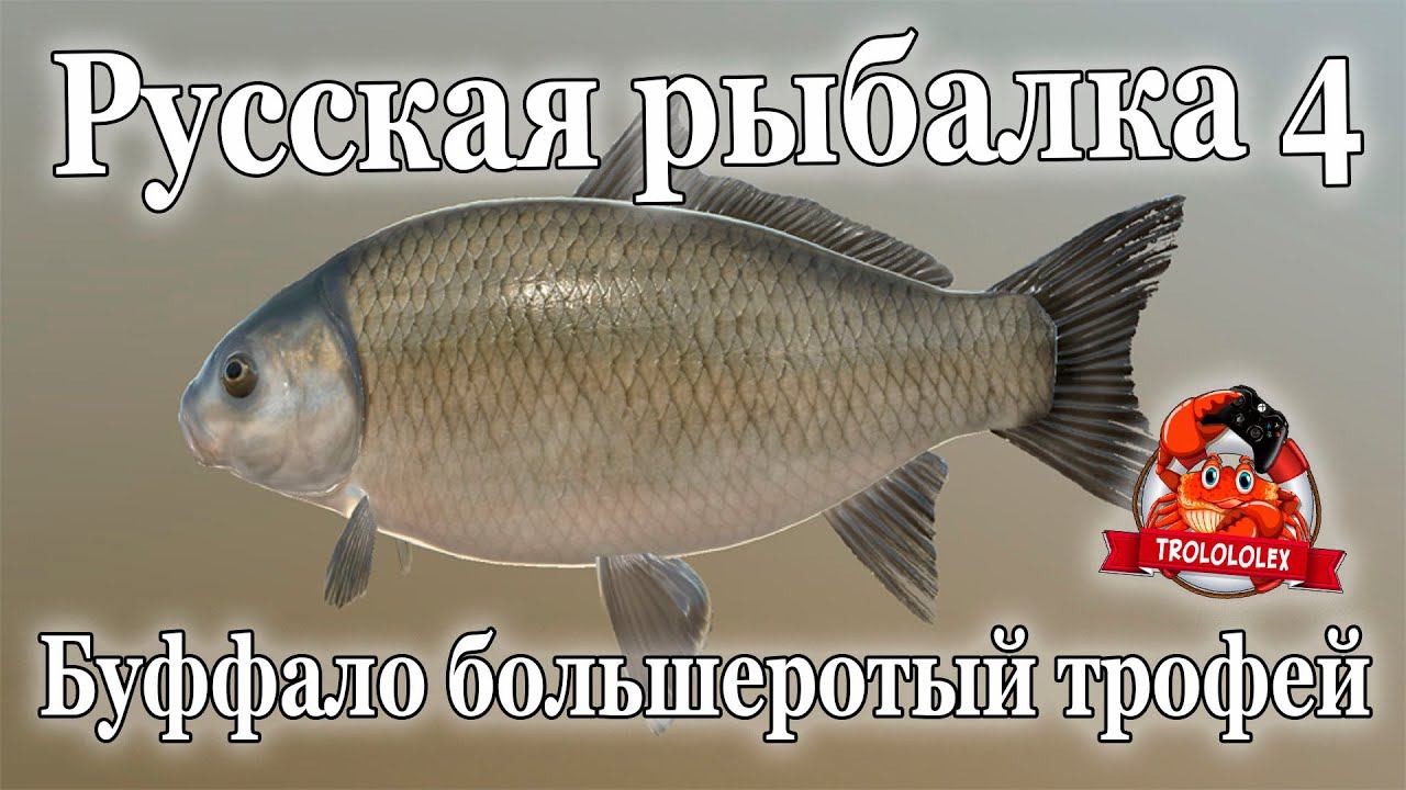 Русская рыбалка 4 Буффало большеротый Трофей смотреть онлайн