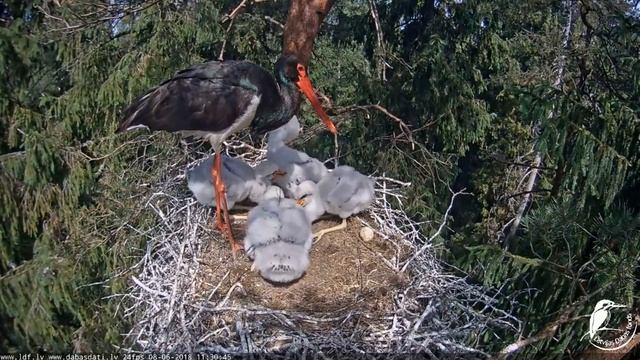 11:29; 11:30 ceļojošā līdaka - otrais cēliens. 8.06.2018 смотреть онлайн