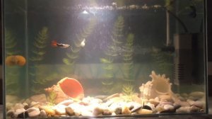 Жизнь в аквариуме. Петушки и гуппи.