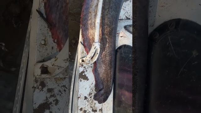 Сом большой 25 кг. смотреть онлайн