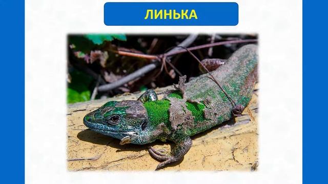 Тип Хордовые. Тема 33. Среда обитания, внешнее строение, скелет и мускулатура пресмыкающихся смотреть онлайн