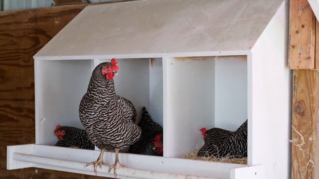 How to Hatch Chicks With A Broody Hen + Brooder Box Build Plans смотреть онлайн