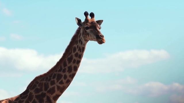 рлллпкш.иаалщд