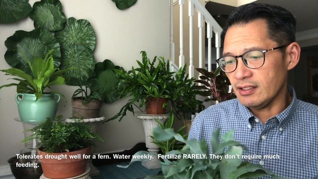FERN CARE TIPS: ??THE EASIEST OF ALL for RABBIT'S FOOT FERN. BLUE STAR FERN. KANGAROO FERN. смотреть онлайн