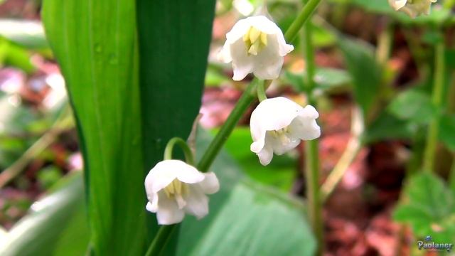 Ландыши (2016) смотреть онлайн