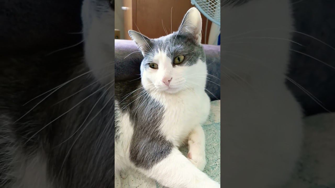 Без тебя мне не выжить #приколы #котики #лайк #мурзик #питомец #кот #котик #любовь #юмор смотреть онлайн