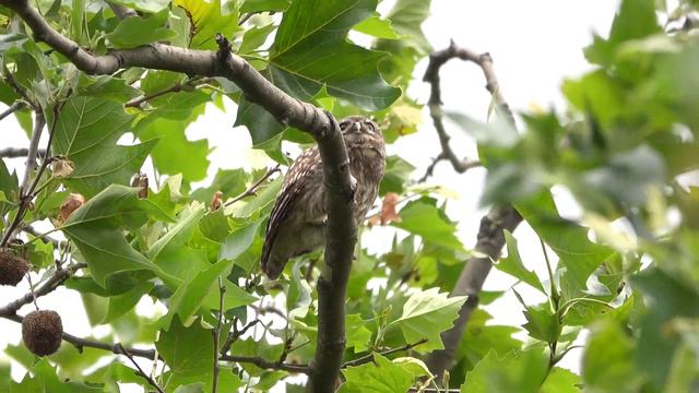 Little Owl and owlets at the Serpentine Gallery смотреть онлайн