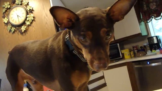 HUNGRY DOG-ГОЛОДНЫЙ DOG:)l) смотреть онлайн