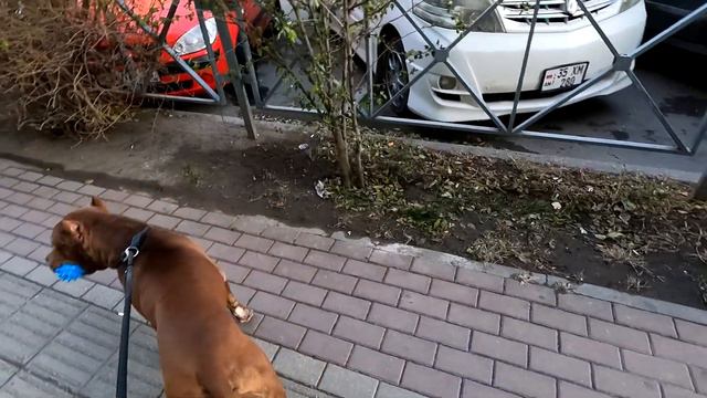 С Питбулем Спайкушей у Ветврача / прикол в клинике !!! Уронил Gopro !!! Прокатился на мотокроссе. смотреть онлайн