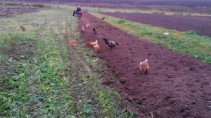 минитрактор SHIFENG SF 240 Шифен 240 вспашка