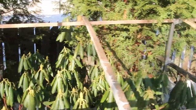 РОДОДЕНДРОНЫ -МАРТ- УКРЫТИЕ ОТ СОЛНЦА смотреть онлайн