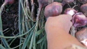 Красный семейный ЛУК//УРОЖАЙ//эксперимент.