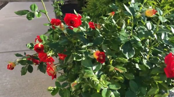 Rose (ketchup and Mustard Rose)