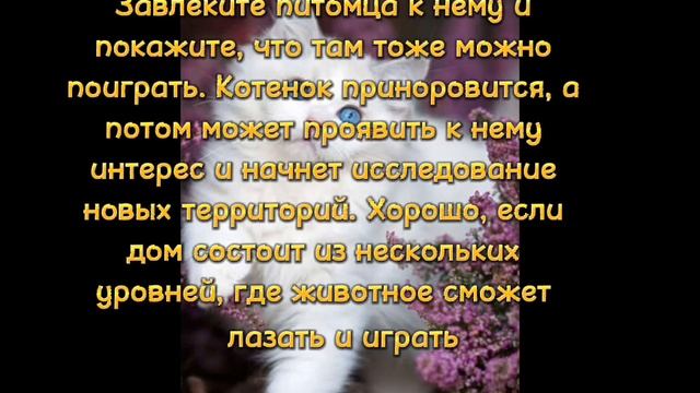 как приручить котёнка к домику (◍•ᴗ•◍) смотреть онлайн