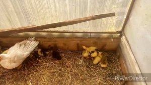 Оптимальные сроки убоя Мускусных уток/Индоуток/когда забивать?