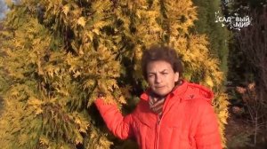 Хвойные для сада. Туя, золотистая форма. Сайт "Садовый мир"