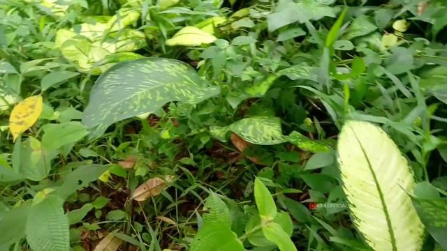 AGLAONEMA HIDUP LIAR DI SINI BANYAK BANGET 😱 смотреть онлайн