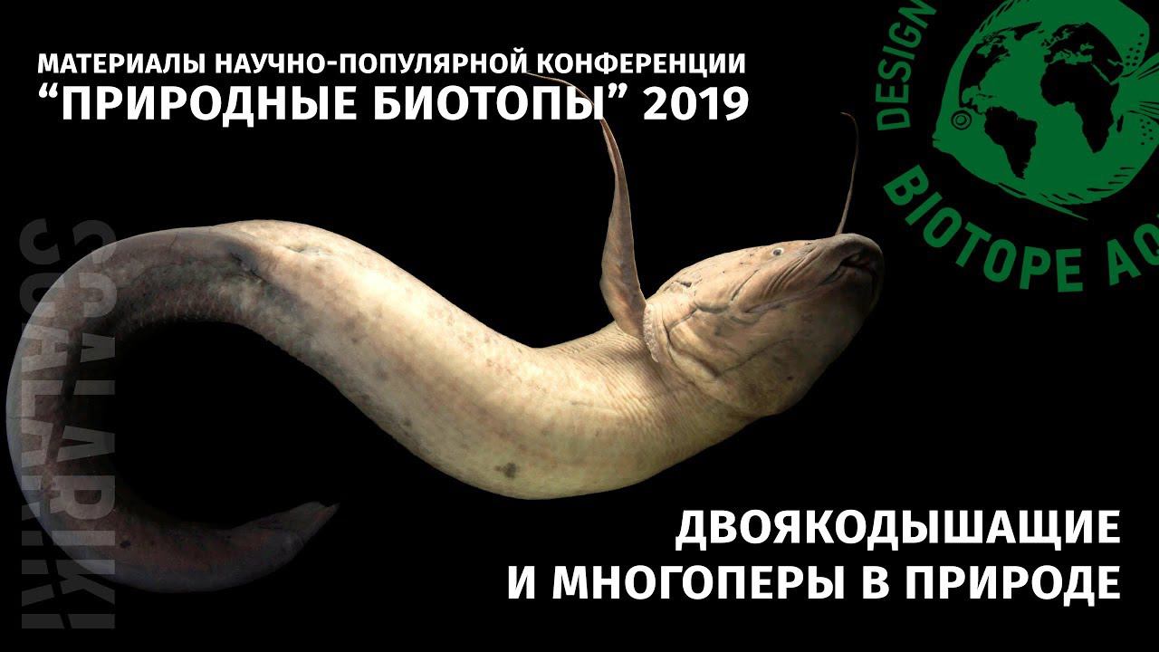 Аквариумные динозавры. Многоперы, двоякодышащие и другие древние рыбы в природе и в аквариумах смотреть онлайн