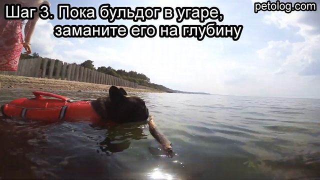 Как научить французского бульдога плавать (видеоурок)