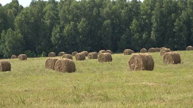 Горячая пора в КФХ Путилова смотреть онлайн