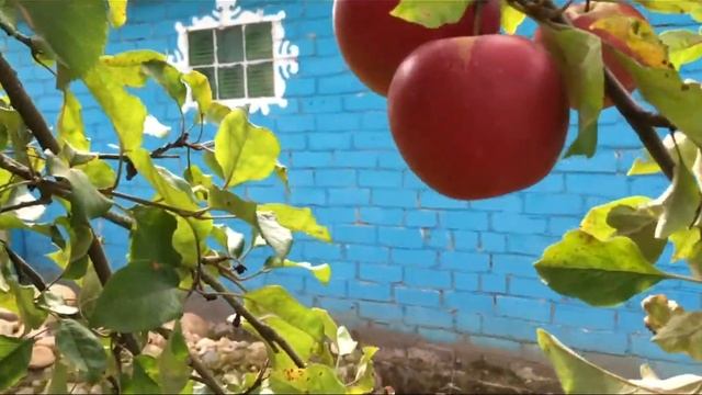 Загородная жизнь. Райское дерево. Яблоня осенью. смотреть онлайн