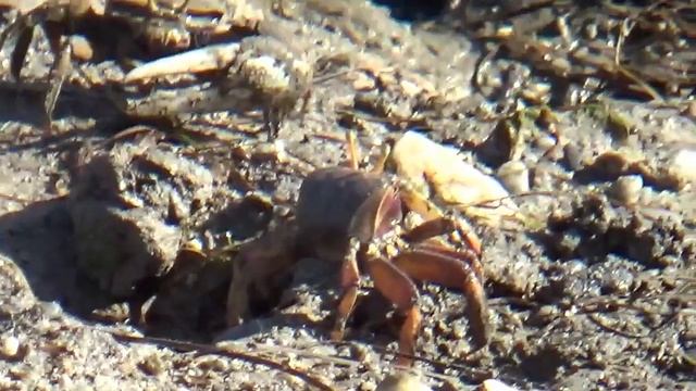 Как кушают крабы смотреть онлайн