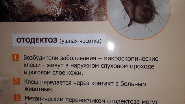 Зоология для Всех