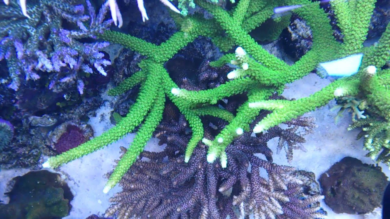 My reef tank 04.13_3 смотреть онлайн