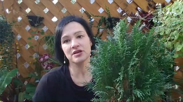 1° Imersão Yucca - Dia 1 смотреть онлайн