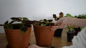 Окончательная посадка колеусов в горшки